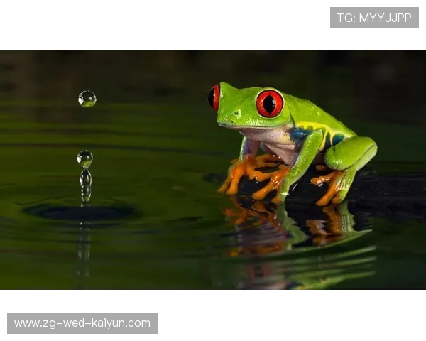 200蛙与100蛙节奏差异图解，100蛙决赛